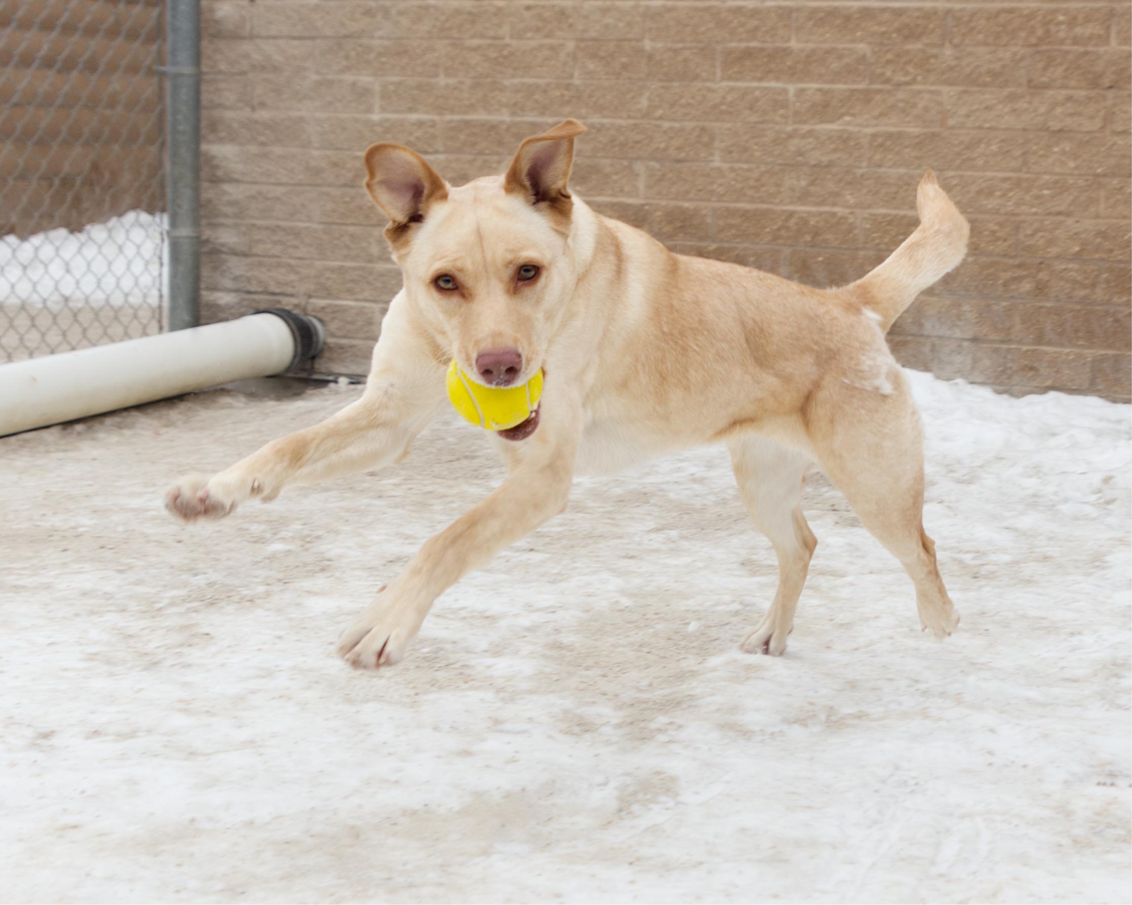 Enlarge Kendall, an adoptable mixed breed in Winnipeg, MB image 2/2