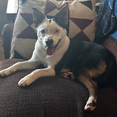 Pinky, a Adopted mixed breed in Dallas, TX image 2/5