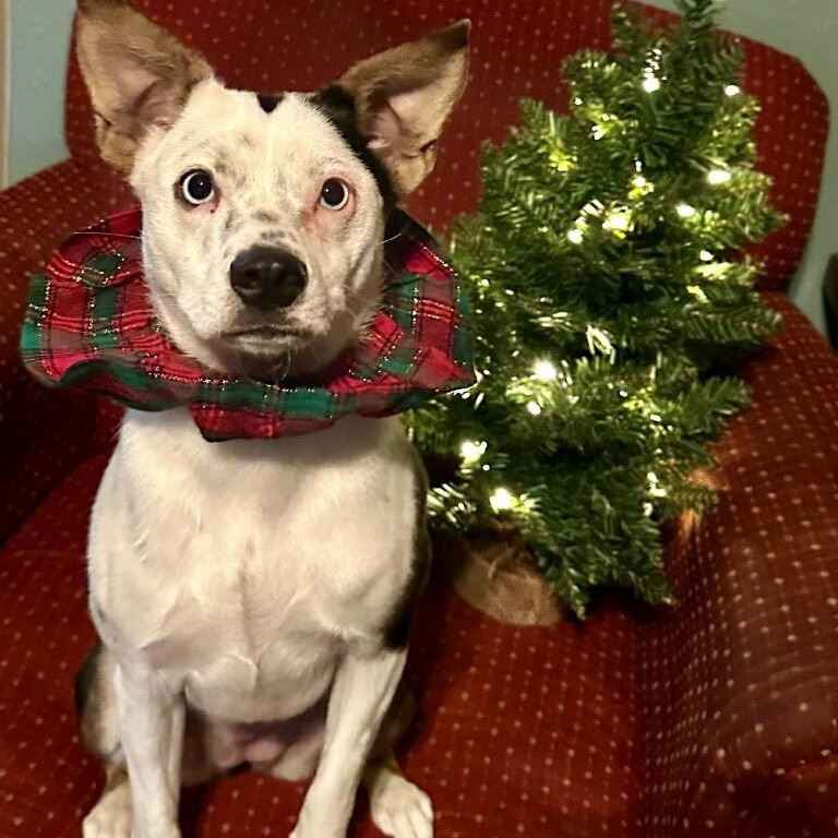 Pinky, a Adopted mixed breed in Dallas, TX image 1/5