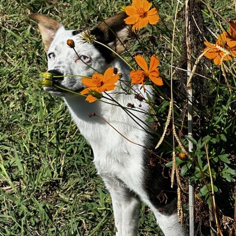 Pinky, Adopted, Young Female Australian Cattle Dog / Blue Heeler & Jindo.