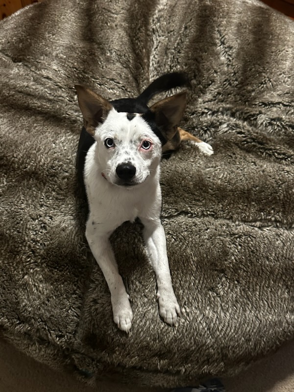 Pinky, a Adopted mixed breed in Dallas, TX image 3/5