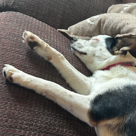 Pinky, a Adopted mixed breed in Dallas, TX image 4/5