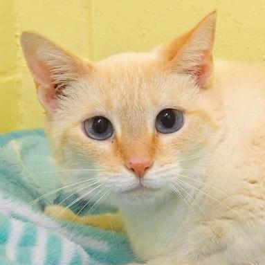 Snow, adopted, Adult Female Siamese.