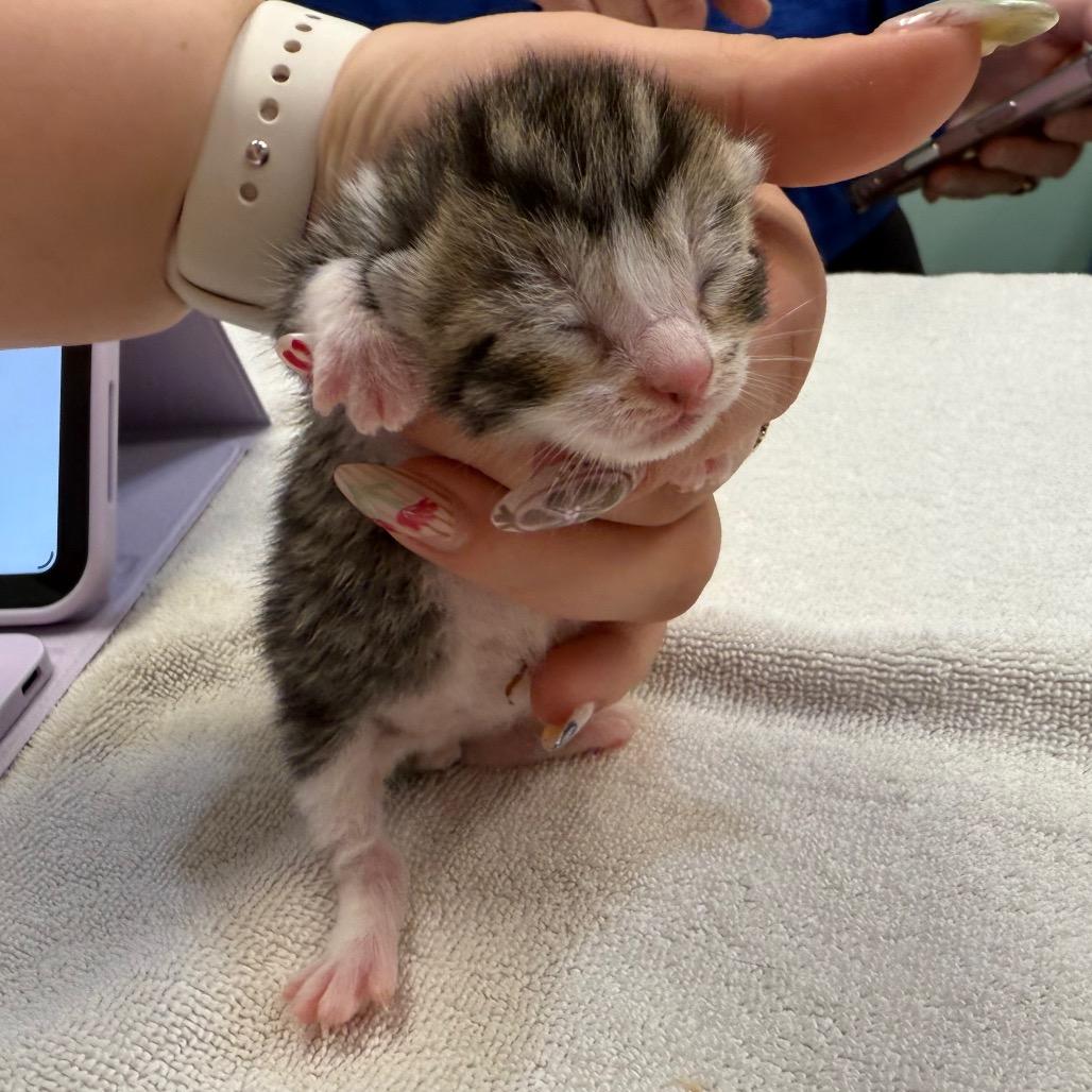 Antonio, Adoptable, Kitten Male Domestic Short Hair.