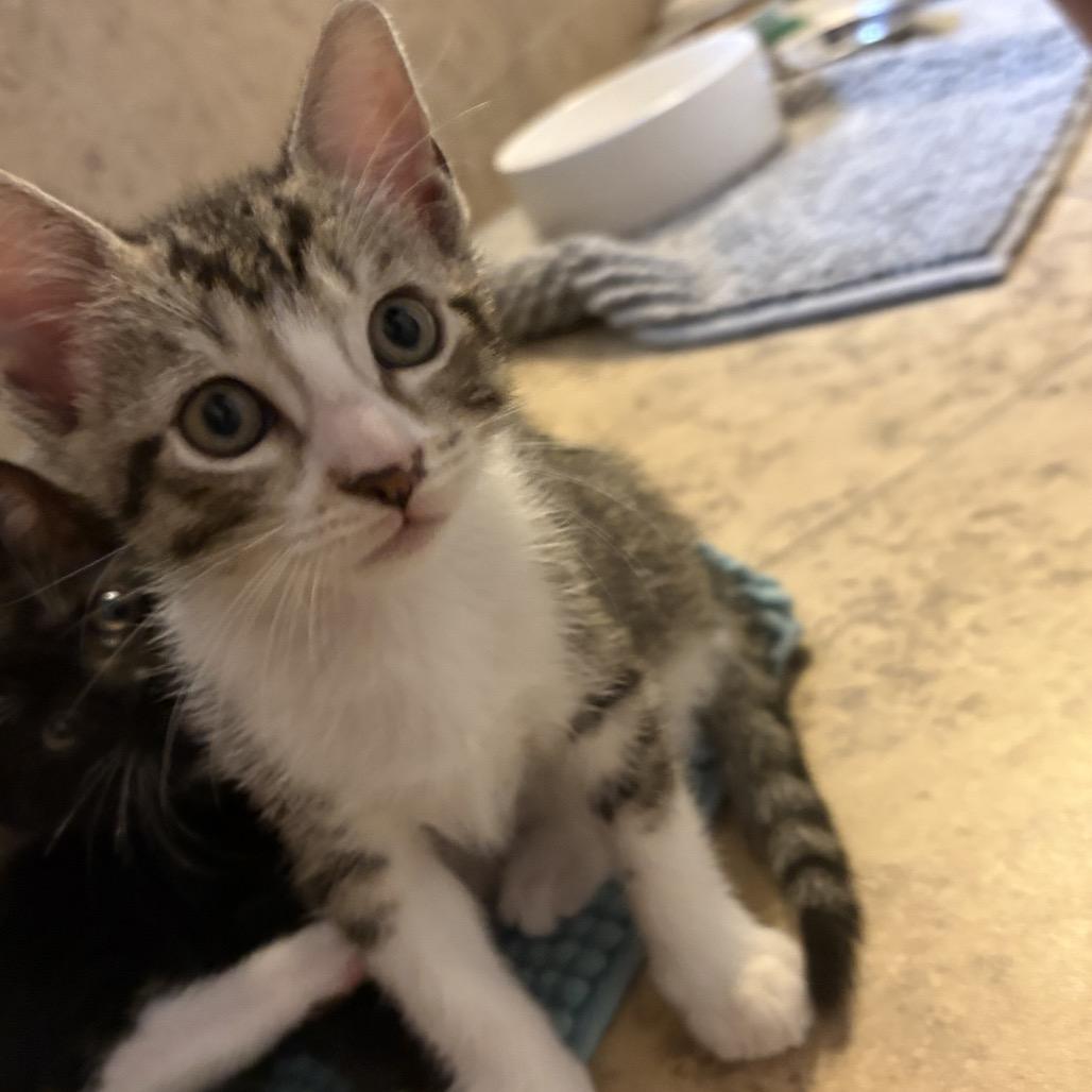 Enlarge Antonio, a Adoptable Domestic Short Hair in Ponte Vedra Beach, FL image 2/3