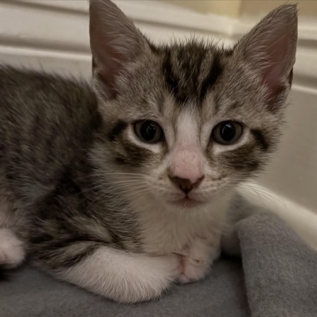 Enlarge Antonio, a Adoptable Domestic Short Hair in Ponte Vedra Beach, FL image 3/3
