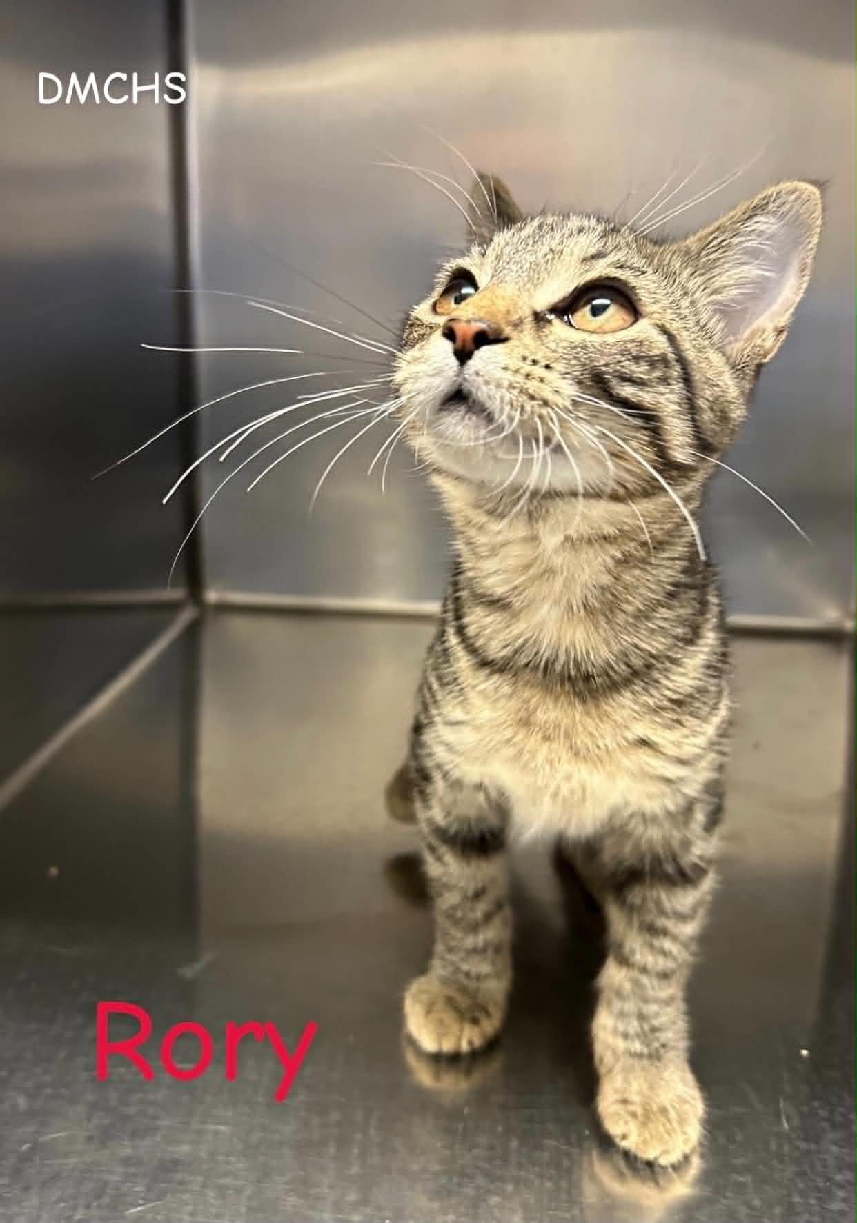 Rory, Adoptable, Kitten Female Domestic Short Hair.