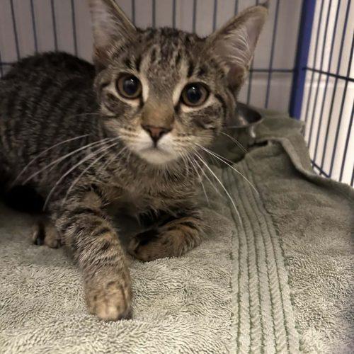 Enlarge Rory, a Adoptable Domestic Short Hair in Burlington, IA image 2/2