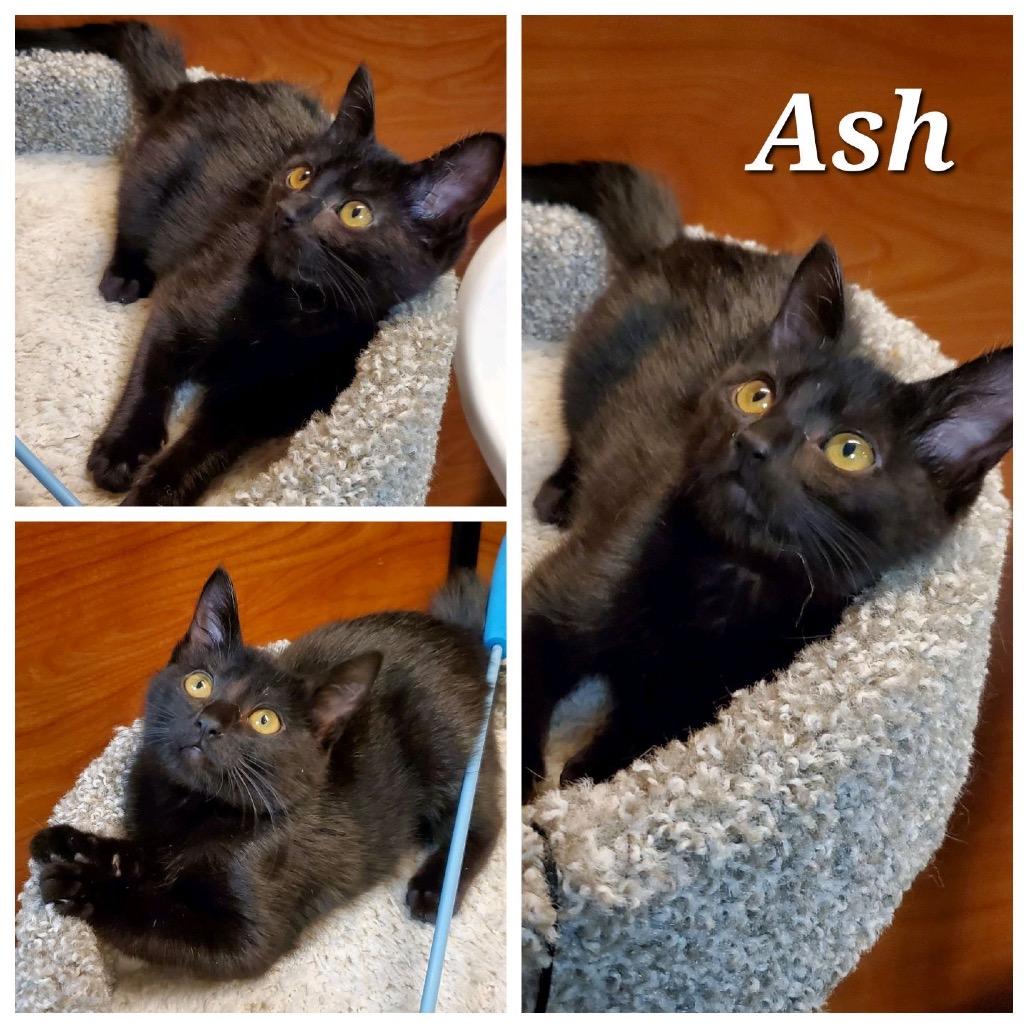Ash, Adoptable, Kitten Female Domestic Short Hair.