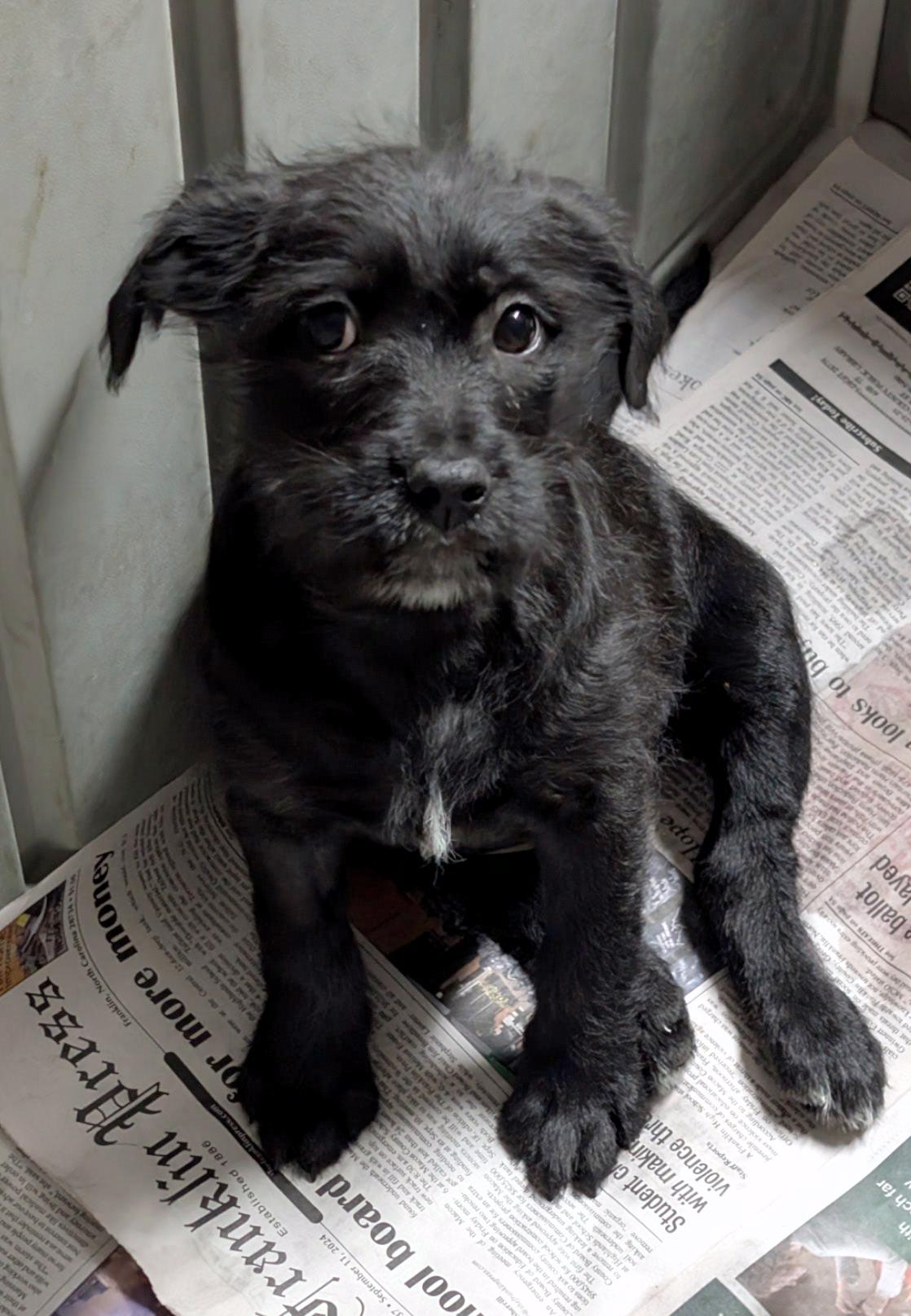 Enlarge Clarice, a ADOPTABLE mixed breed in Sylva, NC image 4/5