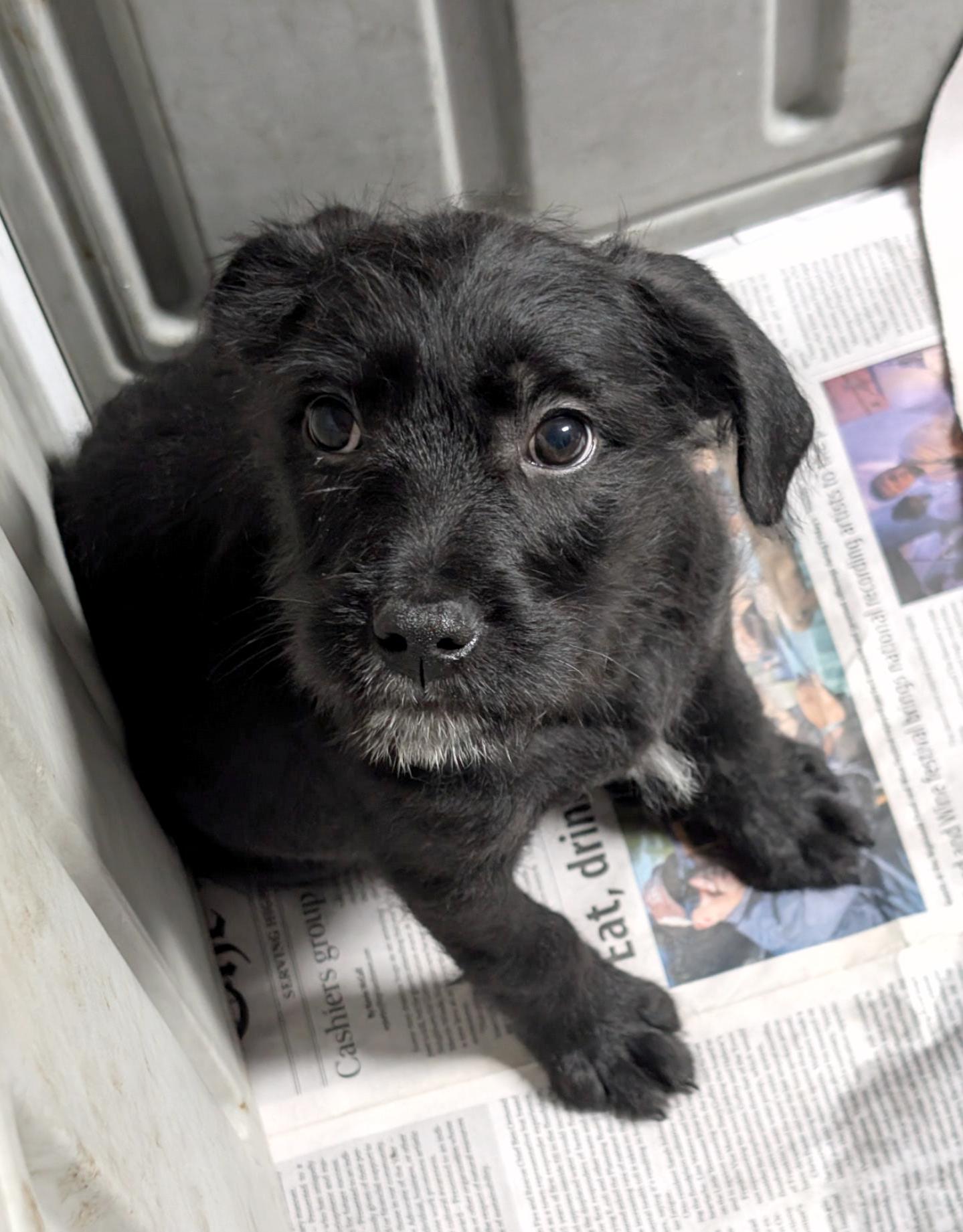 Clarice, ADOPTABLE, Puppy Female Terrier.