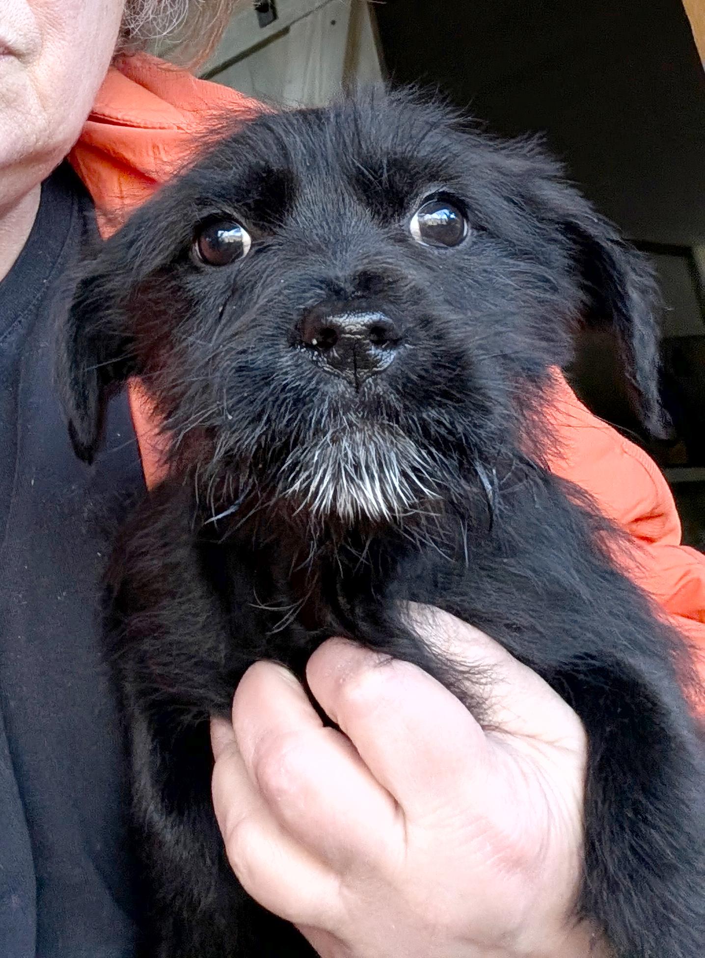 Enlarge Clarice, a ADOPTABLE mixed breed in Sylva, NC image 1/3