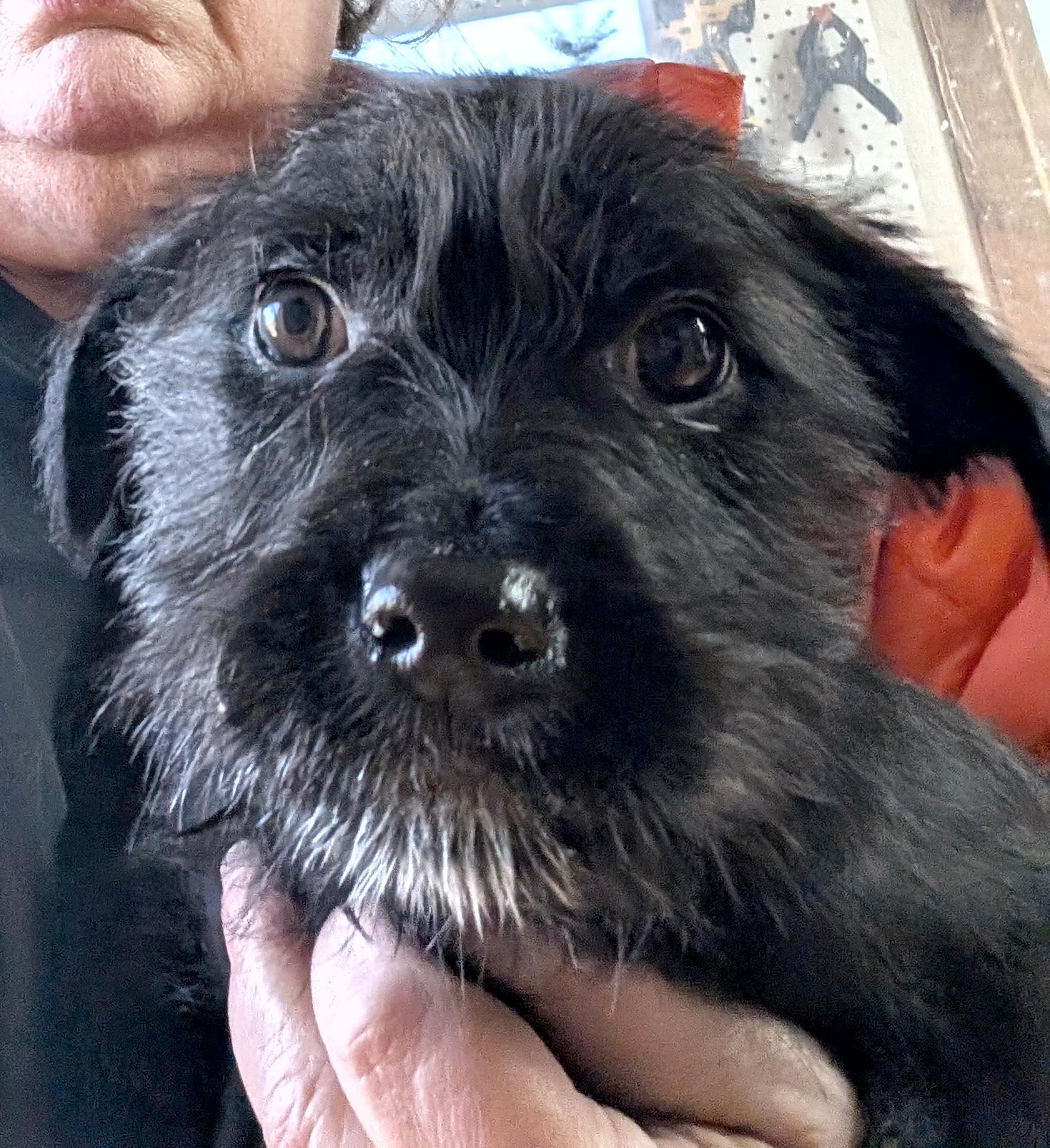 Enlarge Clarice, a ADOPTABLE mixed breed in Sylva, NC image 2/3