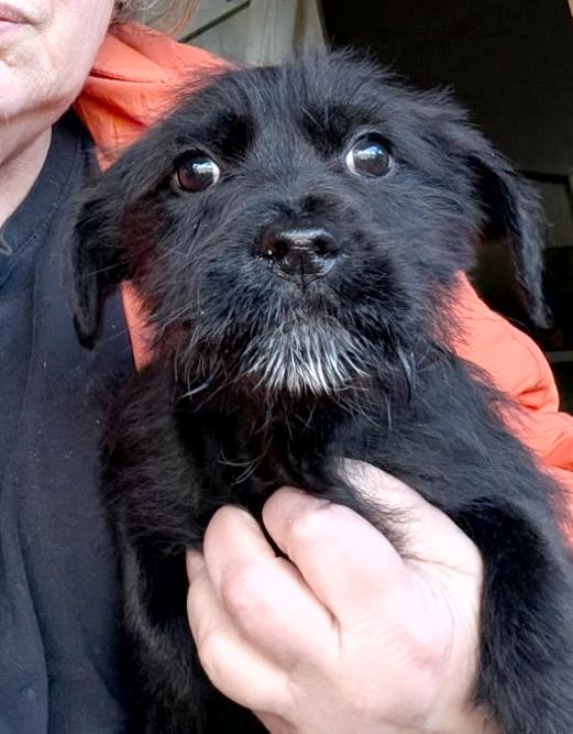 Enlarge Clarice, a ADOPTABLE mixed breed in Sylva, NC image 3/3