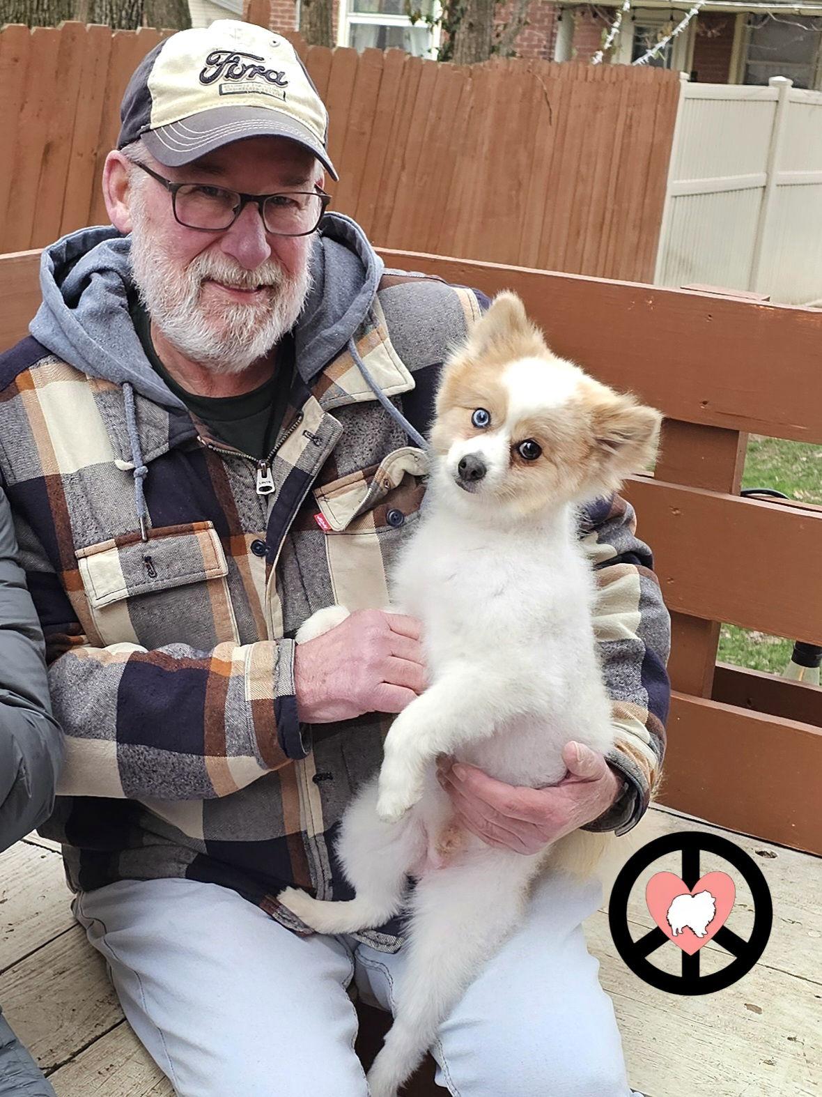 Archer, Adopted, Adult Male Pomeranian.