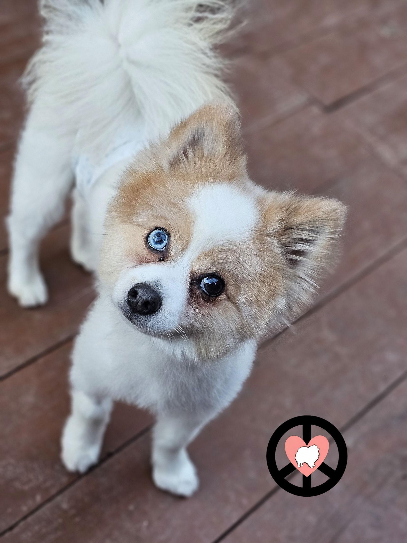 Archer, a Adopted Pomeranian in Lebanon, PA image 2/3