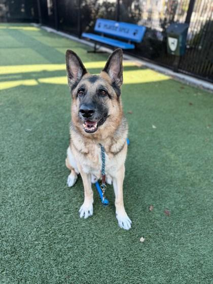 Coach, Adoptable, Adult Male German Shepherd Dog & Mixed Breed.
