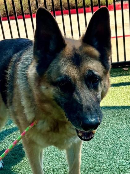 Enlarge Coach, a Adoptable mixed breed in Roseville, CA image 1/2