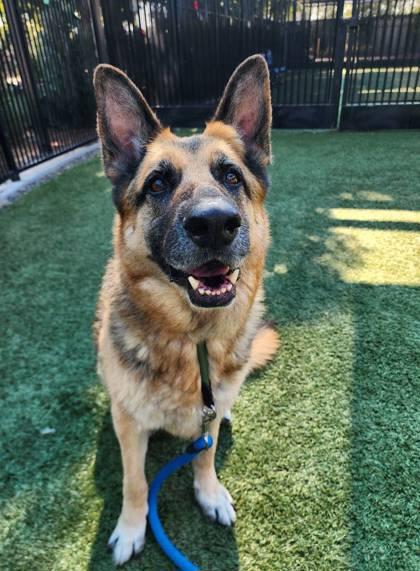 Enlarge Coach, a Adoptable mixed breed in Roseville, CA image 2/2