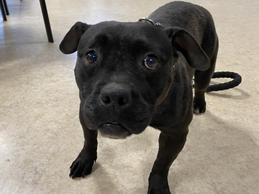 PRIETA, Adoptable, Adult Female Pit Bull Terrier & Mixed Breed.