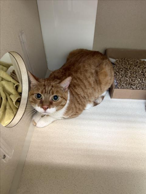 GABBANA, Adoptable, Adult Female Domestic Short Hair.