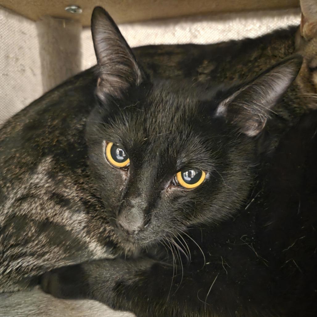 Enlarge Knight, a Adoptable Domestic Short Hair in Hinsdale, IL image 1/1