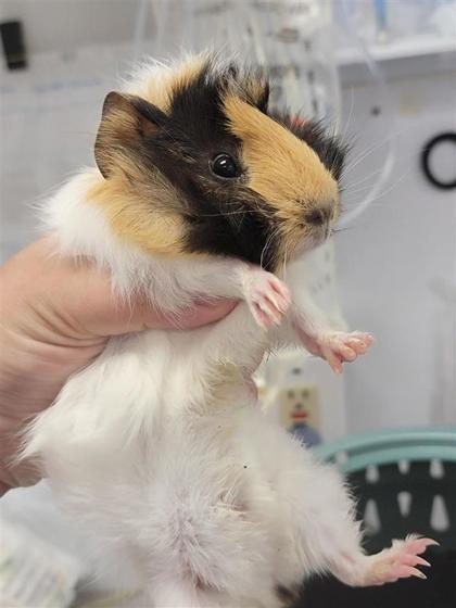 Moonbeam, Adoptable, Baby Female Guinea Pig.