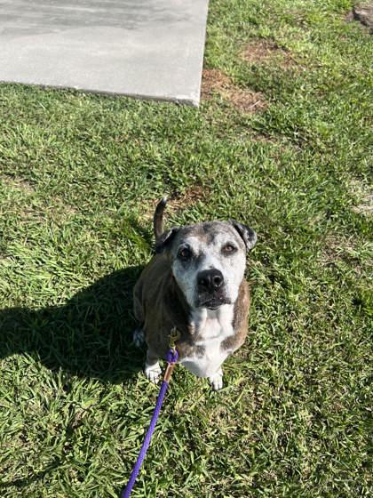 Enlarge Agnes, a Adoptable mixed breed in Vero Beach, FL image 1/2