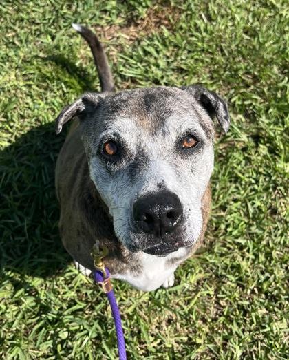 Enlarge Agnes, a Adoptable mixed breed in Vero Beach, FL image 2/2