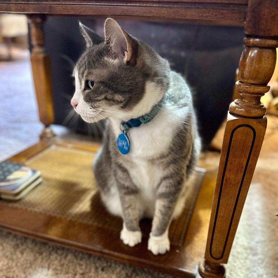 Jake, an adopted mixed breed in Tulsa, OK image 5/6