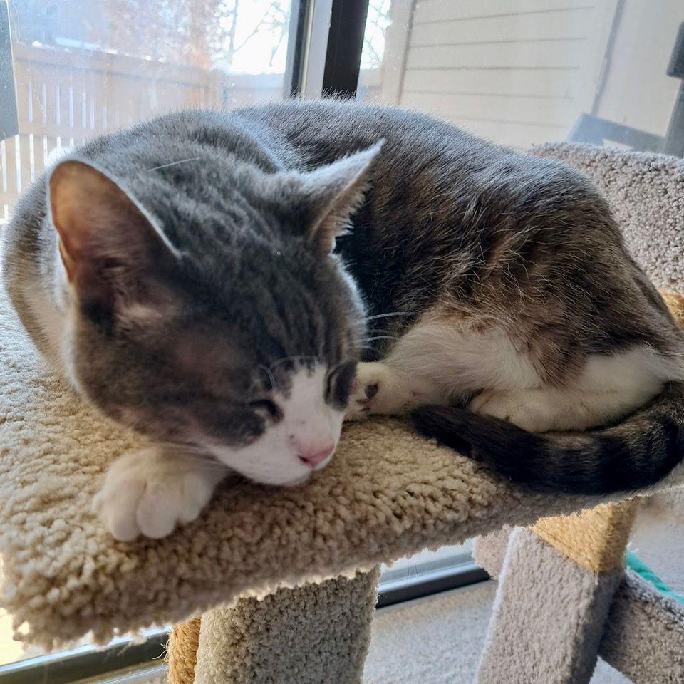 Jake, an adopted mixed breed in Tulsa, OK image 3/6