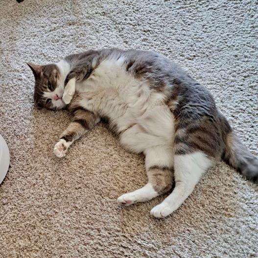 Jake, an adopted mixed breed in Tulsa, OK image 6/6