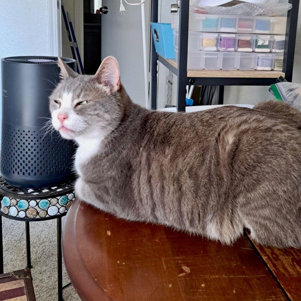 Jake, an adopted mixed breed in Tulsa, OK image 4/6