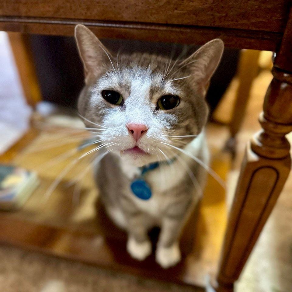 Jake, adopted, Senior Male Tabby & Domestic Short Hair.