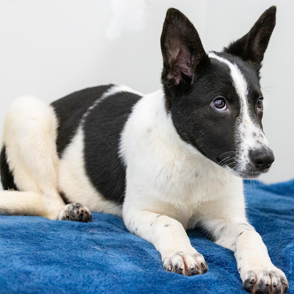 Abigail, a Adoptable Mixed Breed in Cartersville, GA image 1/3