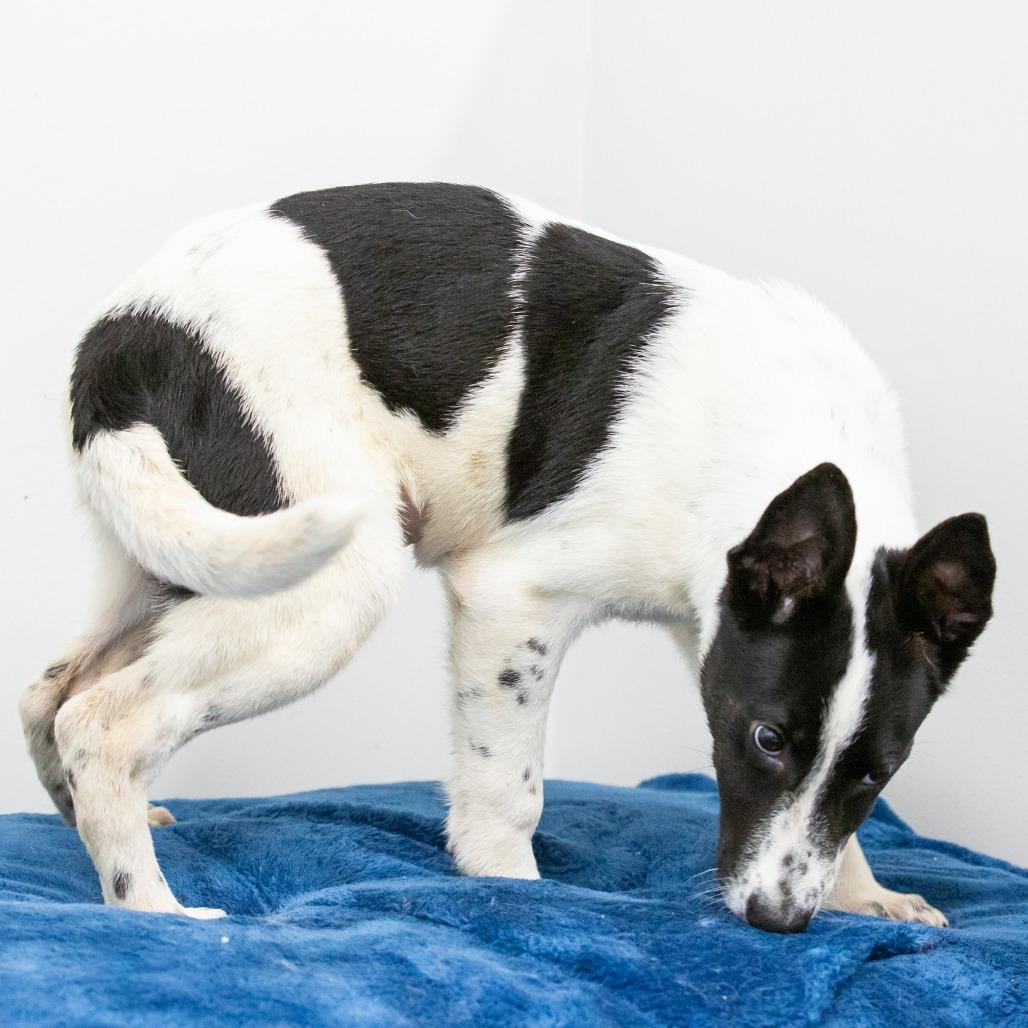 Abigail, a Adoptable Mixed Breed in Cartersville, GA image 2/3