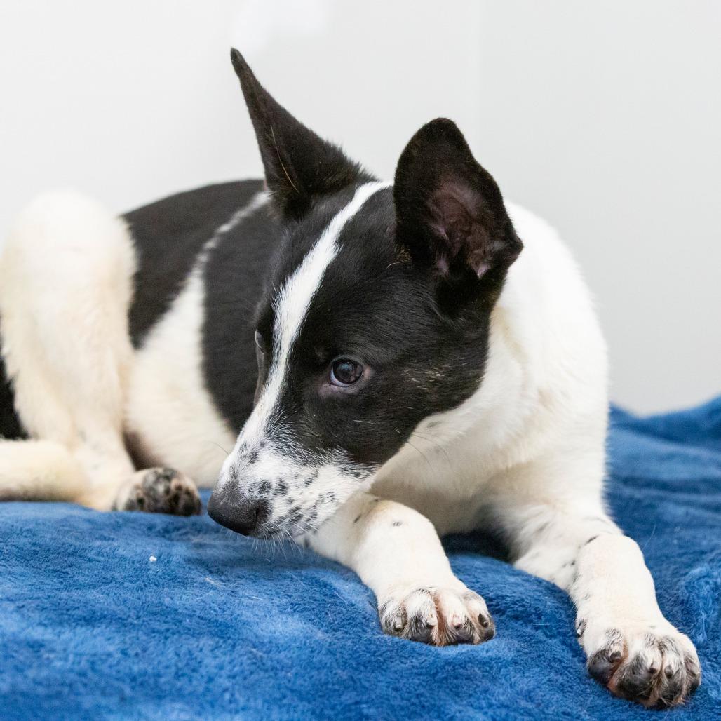 Abigail, a Adoptable Mixed Breed in Cartersville, GA image 3/3