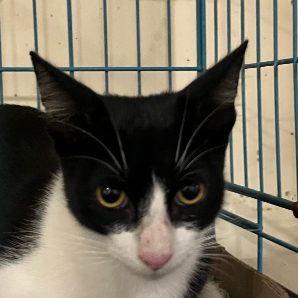 Enlarge Otis, a Adoptable Domestic Short Hair in Washington, PA image 1/1