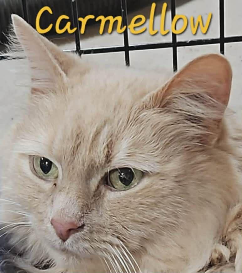 Enlarge Carmellow, a Adoptable Domestic Long Hair in Cloquet, MN image 1/1