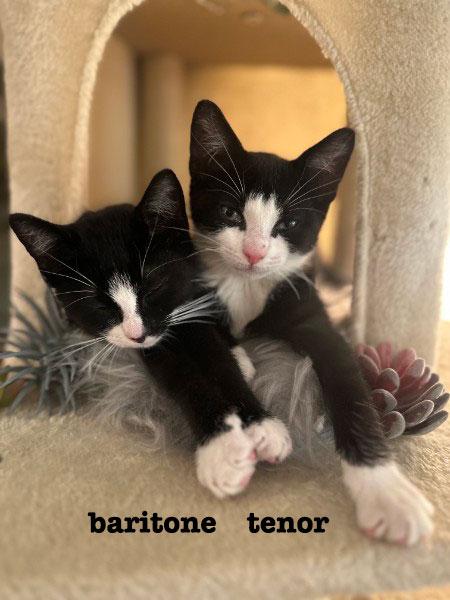 Baritone & Tenor, ADOPTABLE, Kitten Male Domestic Short Hair.