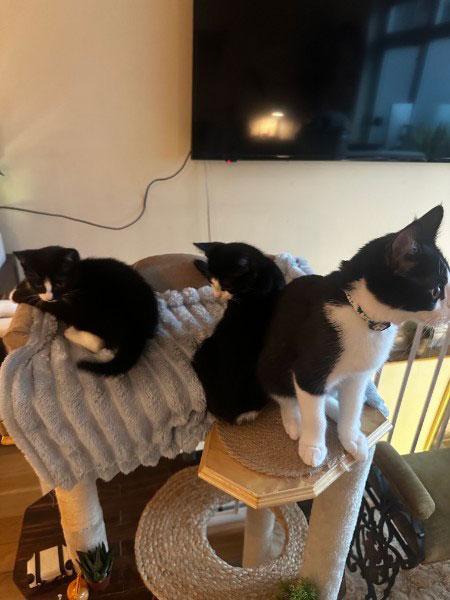 Baritone & Tenor, a ADOPTABLE Domestic Short Hair in Brooklyn, NY image 3/3
