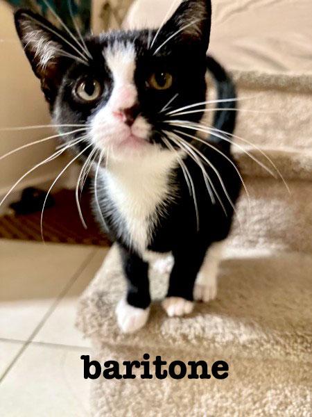 Baritone & Tenor, a ADOPTABLE Domestic Short Hair in Brooklyn, NY image 2/3