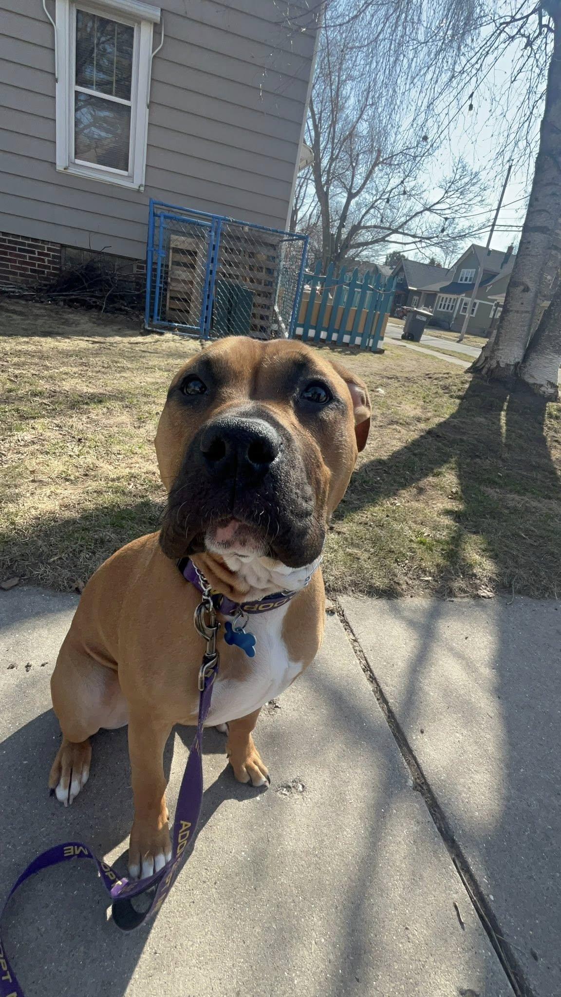 Rosie, an adopted mixed breed in Sheboygan, WI image 2/3
