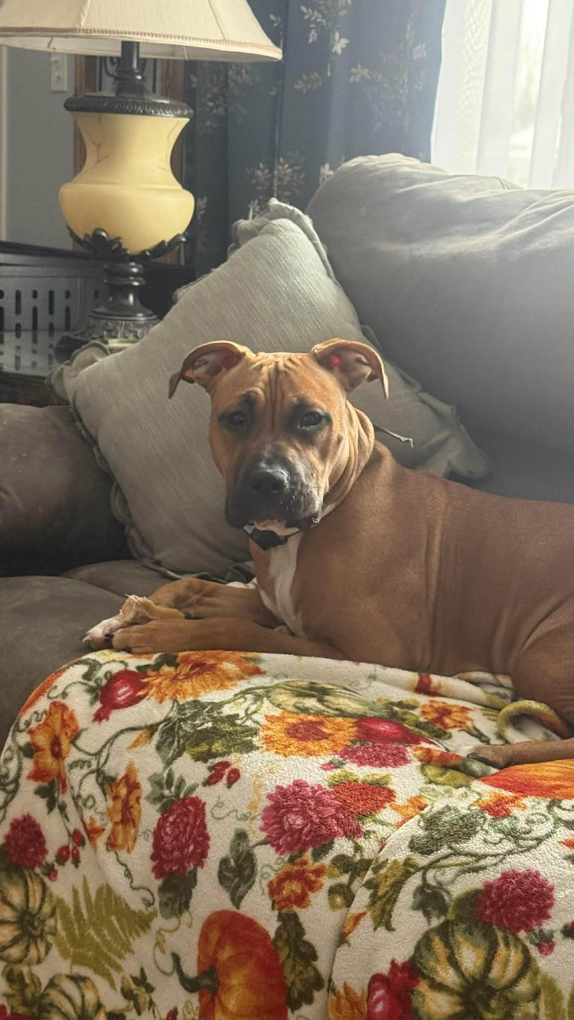 Rosie, an adopted mixed breed in Sheboygan, WI image 3/3