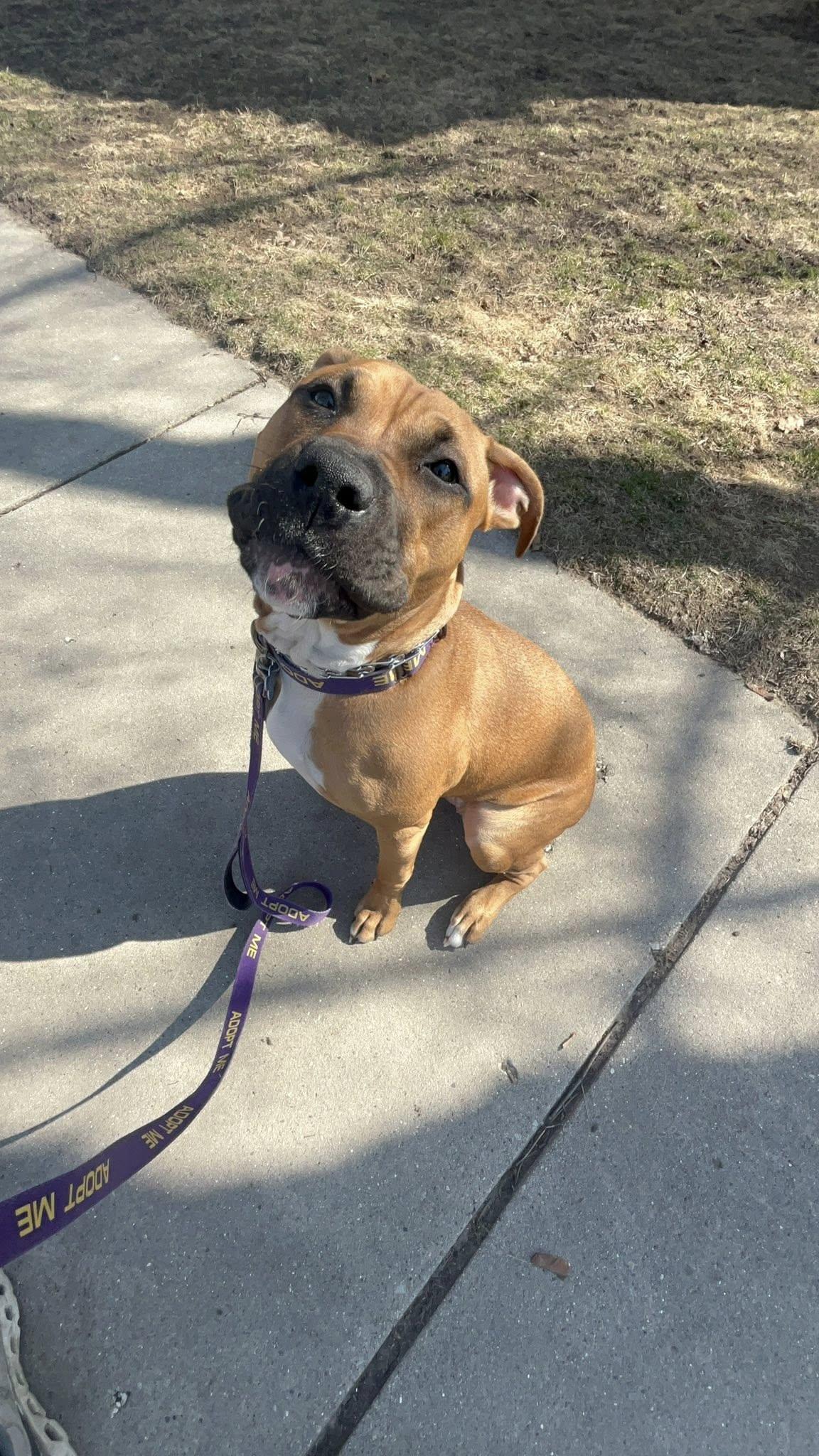 Rosie, an adopted mixed breed in Sheboygan, WI image 1/3