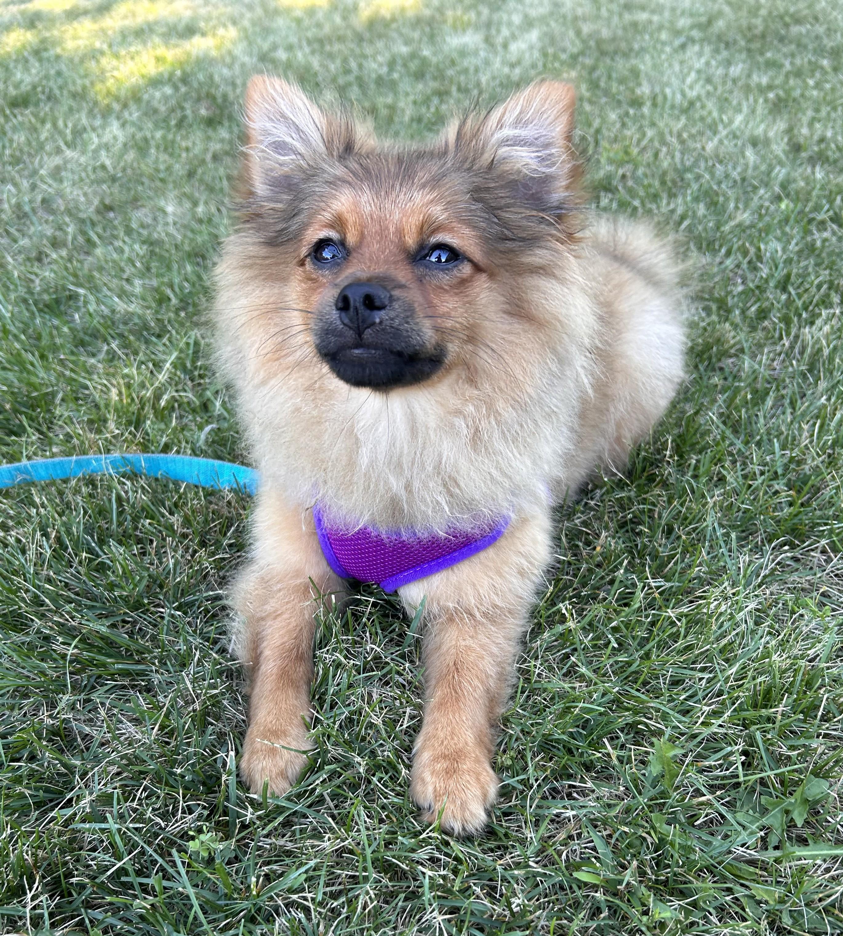 Enlarge Sassafras, an adopted Pomeranian in Stevensville, MI image 1/1