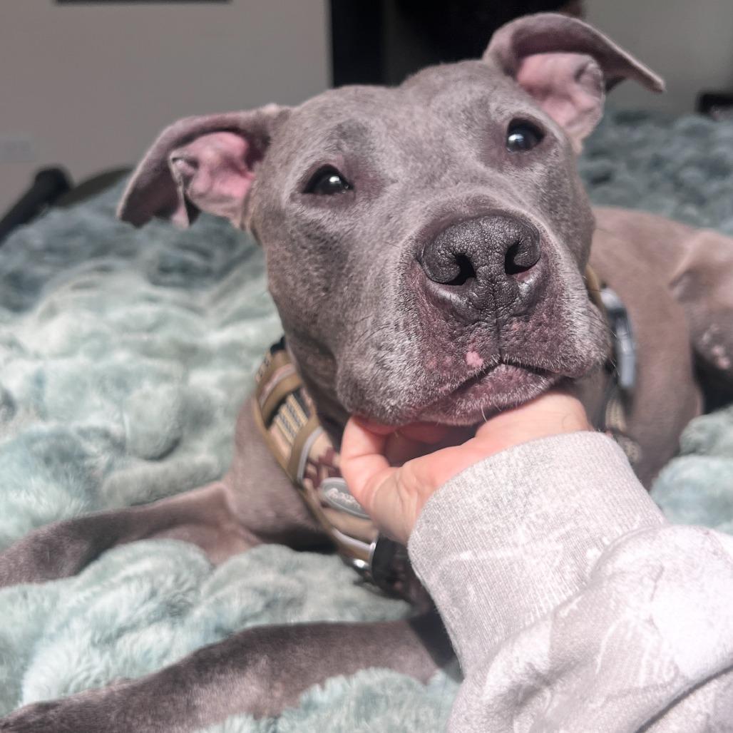 Toaster Strudel, Adoptable, Adult Female Pit Bull Terrier.