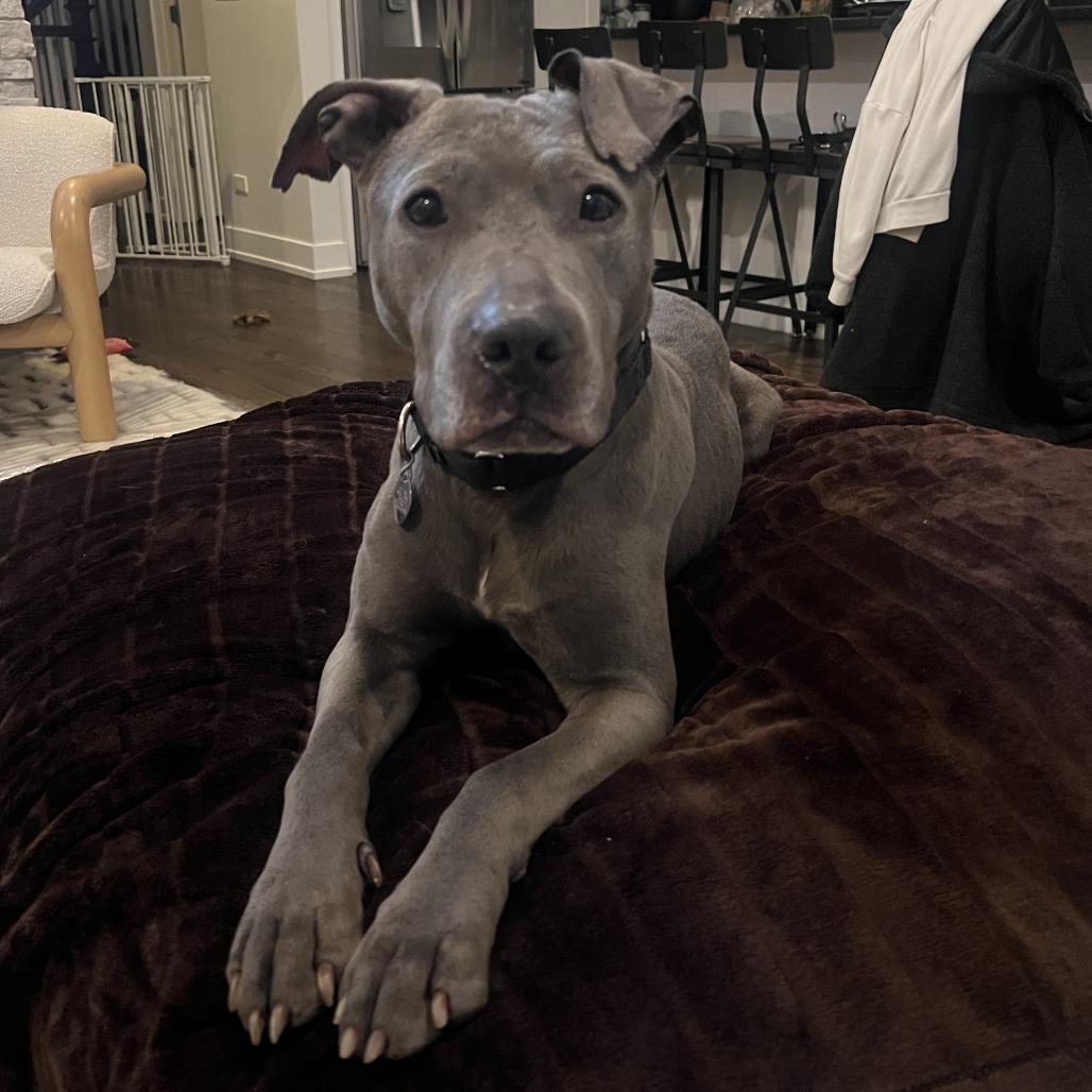 Toaster Strudel, a Adoptable mixed breed in Oak Park, IL image 2/6
