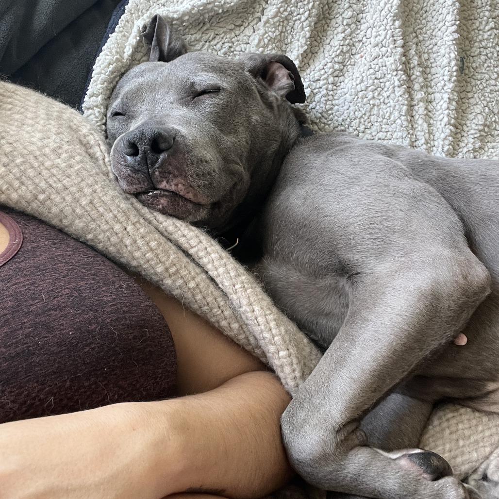 Toaster Strudel, a Adoptable mixed breed in Oak Park, IL image 4/6