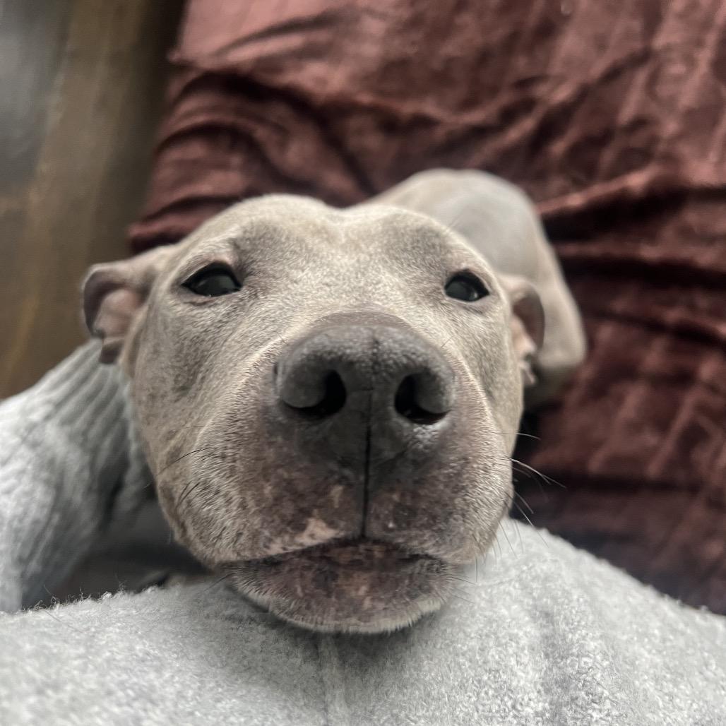 Toaster Strudel, a Adoptable mixed breed in Oak Park, IL image 6/6